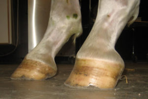 Horse hooves